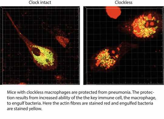 Comment l'horloge biologique affecte le fonctionnement du système immunitaire
