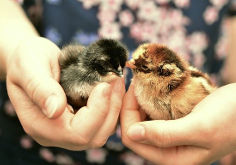 dua anak ayam di tapak tangan