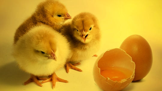 молодые цыплята, только что вылупившиеся из яичной скорлупы перед ними