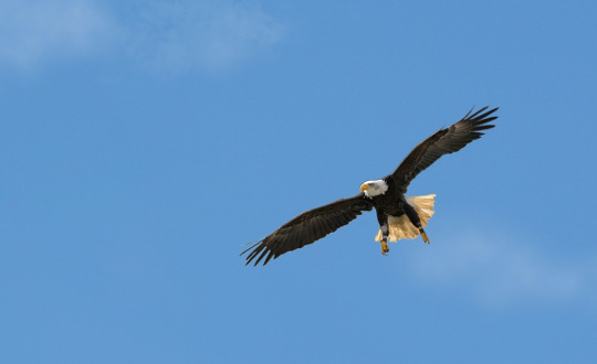 鷹說話：白頭鷹的力量和偉大及其信息