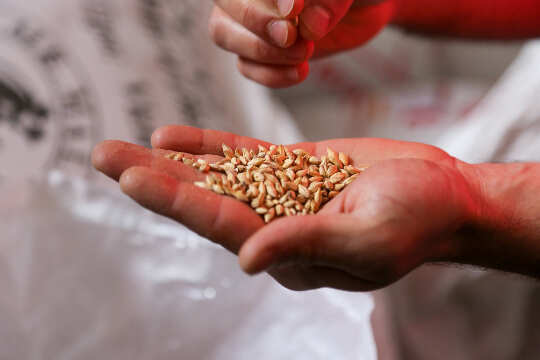 une main ouverte pleine de graines