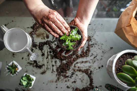Eine Person stellt eine Pflanze in einen kleinen Topf mit Erde.