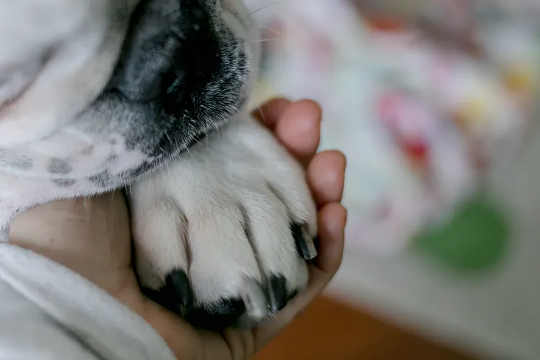 Egy fiatal lány keze összekulcsolja a kutya mancsát.