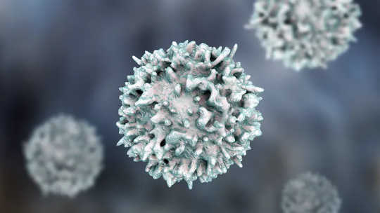 淋巴細胞在免疫系統中起重要作用。