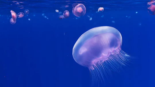 Le meduse robot potrebbero aiutare a servire i parchi eolici offshore