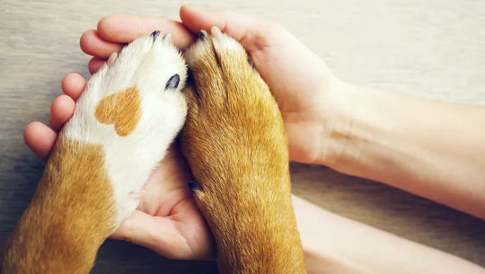 Mycket rena hund tafsar med en fläck i form av hjärta och mänsklig hand på nära håll, ovanifrån.