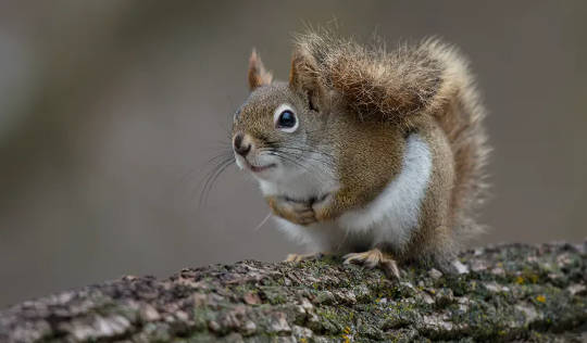 Rote Eichhörnchen, die von Natur aus sozial entfernt sind, lehren uns den Wert guter Nachbarn