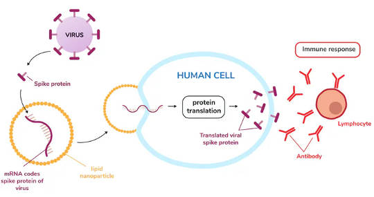 Vắc-xin Messenger RNA giúp cơ thể người nhận sản xuất ra một loại protein virus, sau đó kích thích phản ứng miễn dịch mong muốn.
