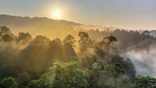 Perché gli alberi non sono sufficienti per compensare le emissioni di carbonio della società