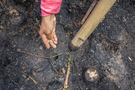 Percer des trous dans le sol avant de planter des graines a une longue histoire en agriculture.