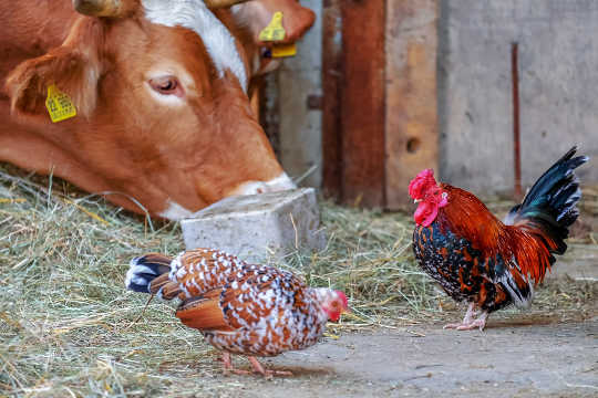 Varför att pressa kyckling inte får människor att äta mindre nötkött