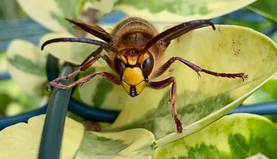 Why I Love Wasps - And Why You Should Too