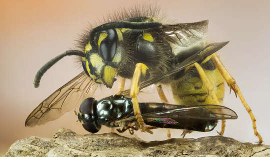 Een Vespula-wesp vangt een vlieg.