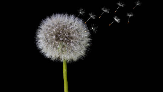 mælkebøtteblomst i frøform frigiver frø i luften