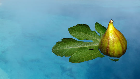 une figue sur une feuille de figuier flottant sur l'eau