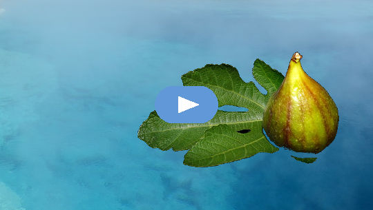 en fiken på et fikenblad som flyter på vann