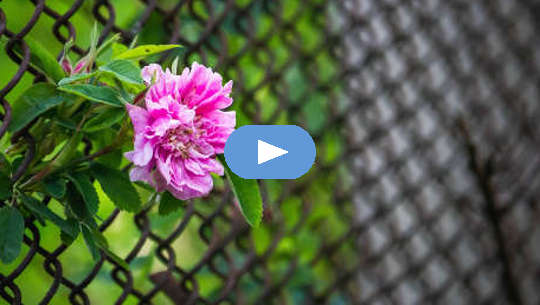Flower growing through a chain-link fence