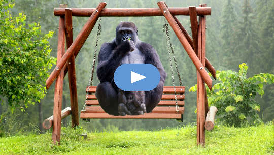 gorilla adulto e baby gorilla seduti su un'altalena