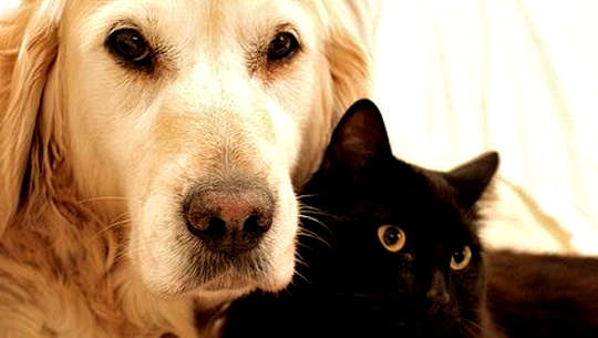 seekor golden retriever dan seekor kucing hitam berbaring bersama