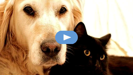 seekor golden retriever dan seekor kucing hitam berbaring bersama