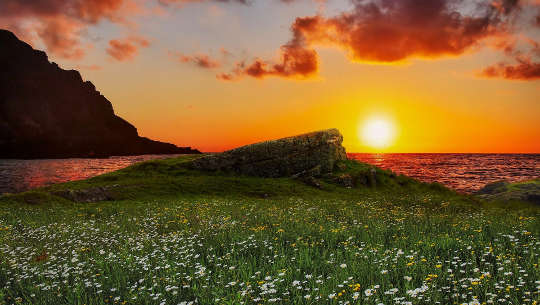 blomster på en eng foran havet med en sol i horisonten