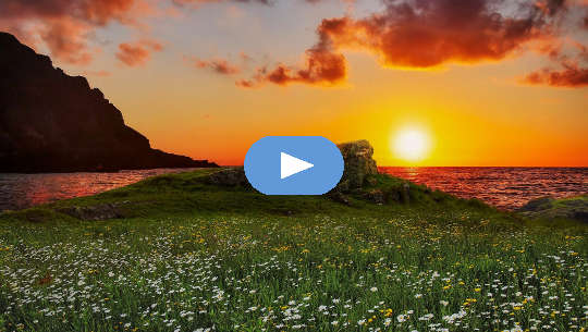 flowers in a meadow in front of the ocean with a sun on the horizon