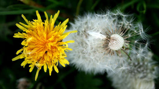 flor de dente-de-leão em flor e outra em semente