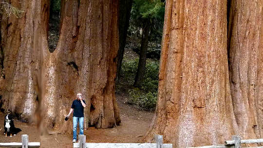 कैलिफ़ोर्निया में विशाल सिकोइया पेड़ों के सामने आदमी और कुत्ता