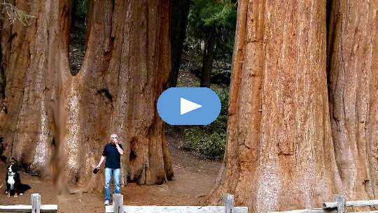 ember és kutya óriási sequoia fák előtt Kaliforniában
