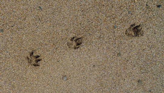 отпечатки лап на песке
