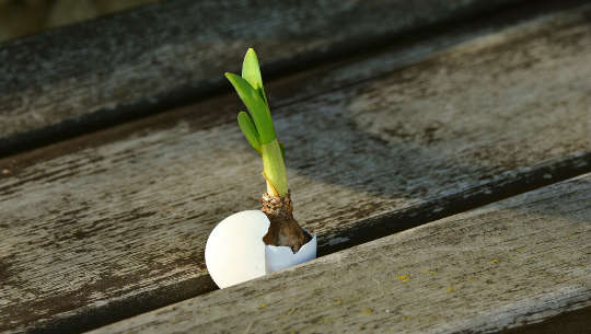 an onion growing from an egg shell in the sidewalk cracks