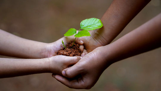 duas mãos unidas segurando um pouco de terra cultivando uma planta