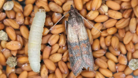 Larvae stage and adult pantry moth