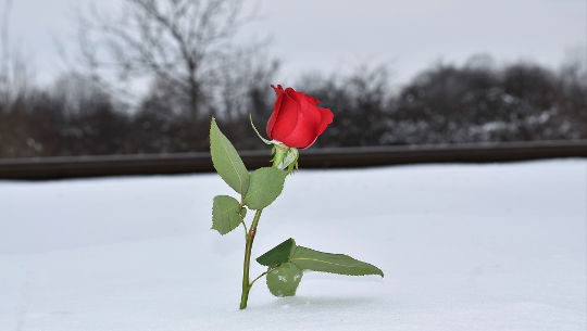 красная роза посреди снега