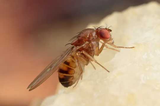 Επικονιαστές που διατρέχουν κίνδυνο: Τα νεονικοτινοειδή φυτοφάρμακα σταματούν τις μέλισσες και τις μύγες από τον ύπνο μιας καλής νύχτας