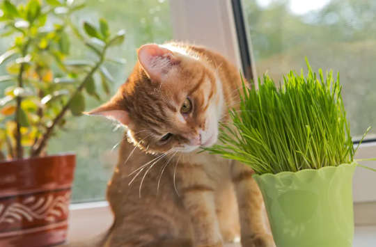 Qu'est-ce que l'herbe à chat et est-ce sans danger pour mon chat?