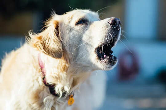 Når hundene bjeffer, bruker de ord til å kommunisere?