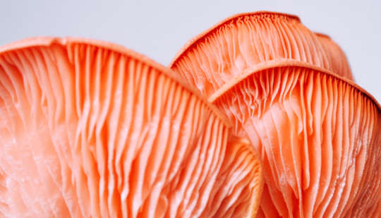 為了降低患癌症的風險，多吃些蘑菇？