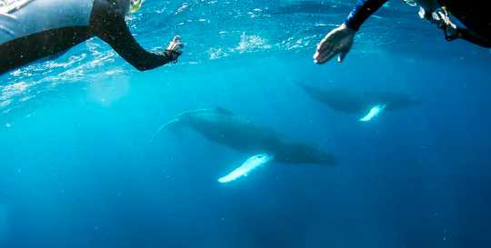 למה ללכת לשחות באוקיאנוס יכול להיות טוב עבורך ועבור הטבע