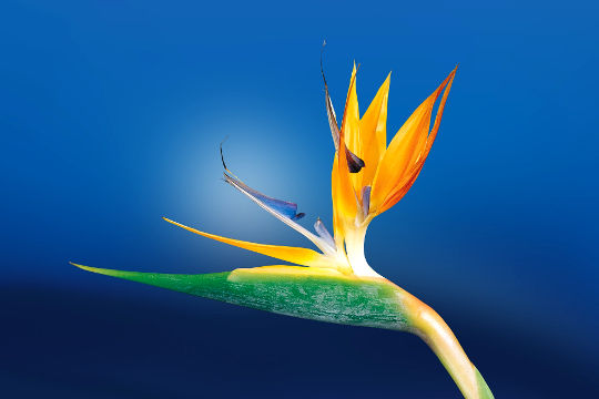 une fleur d'oiseau de paradis