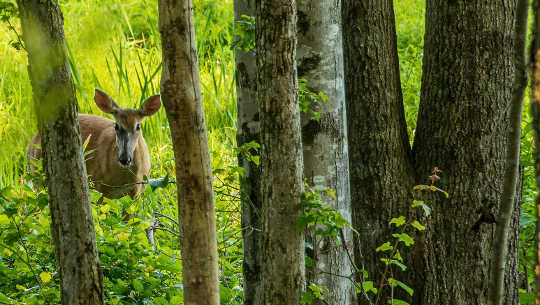 łania whitetail w lesie