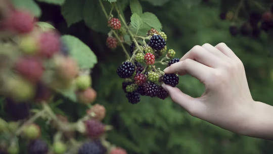 mengulurkan tangan dan memetik blackberry