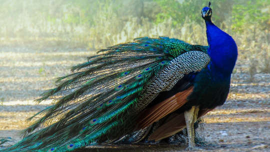 paboreal (peafowl) na may balahibo na parang tren sa likuran niya
