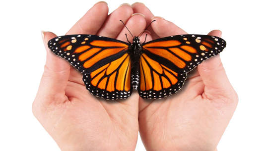 Schmetterling sitzt in offenen Händen