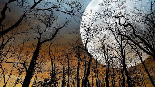 fuldmåne over nøgne træer