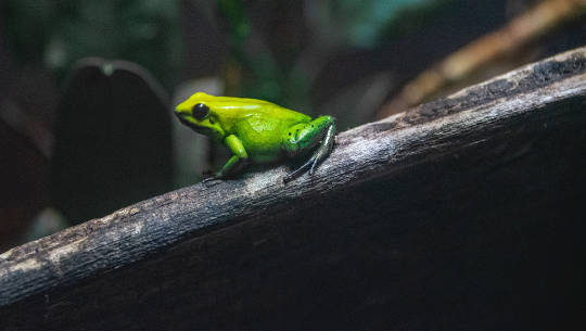 zielona żaba siedząca na gałęzi