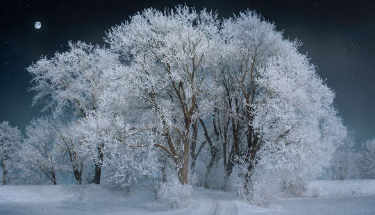 puita, joissa on lumipeite