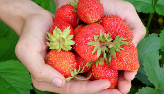 händer som håller färska frodiga jordgubbar