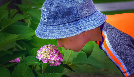 un jeune garçon examinant une fleur sur un buisson