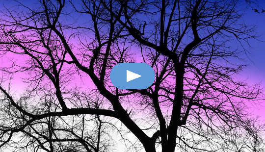 un arbre feuillu en hiver avec un ciel violet en arrière-plan